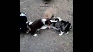 Как щенки играют с котом а ему всё равно
