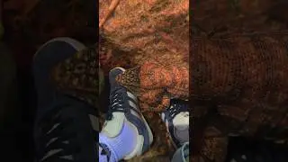 #lizard