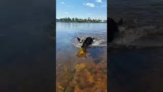 Рэмбо на горной реке #beach #travel #love #edm #собака #овчарка #shorts
