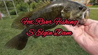 Fox River Fishing the South Elgin Dam! Water is up but so are some bigger fish!.