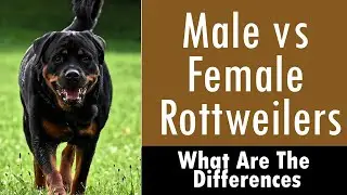 Male vs Female Rottweilers: What are the differences