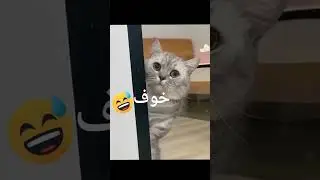 dogs and cats funny video #shortvideo #funnyvideo