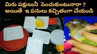 మిరు పక్షులునీ  పెంచుకుంటునారా ? అయితే  ఇ పనులు కచ్చితంగా చేయండి/  Do you raise birds ?