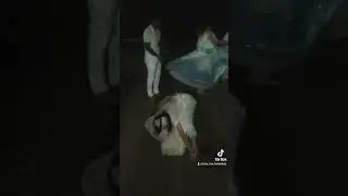 Chegada de Cabocla da matas