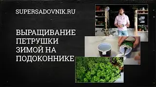 Посев петрушки и укропа зимой на свежую зелень