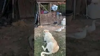 Animals all adjusting to changes