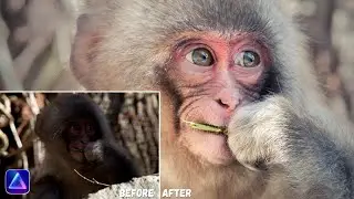 Easily Edit STUNNING Wildlife Photos With LUMINAR NEO