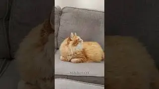 He waits all year for the season of orange 😂 #cat #cuteanimal #cutecat #cute #animals #catvideos