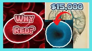 Most Expensive Blood!  | Why is our Blood RED?