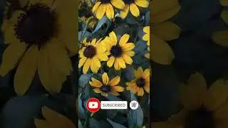 Цветы