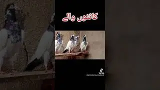 Kanton Walay #pigeon #kabootar #chsakhi