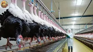 How Millions of Poultry Are Farmed And Processed By Modern Technology World's Process And Farming