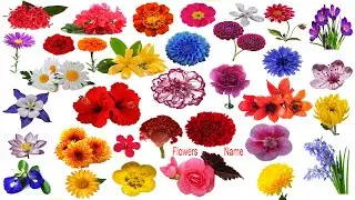 Flowers Name & Images | Flowers Vocabulary | Necessary Vocabulary Tutorial