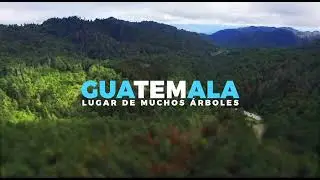 #Guatemala: lugar de muchos árboles