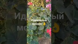 Пеларгония.Секрет в температуре. 