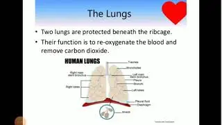 Explanation of diagram of lungs