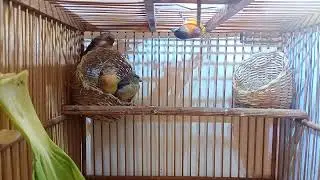 Breeding Red Siskin dengan kandang kecil