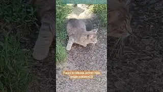 Котята боятся собаку))) #funnypet #pet #funnyanimal #dog #animal #funny #cat #cutepet