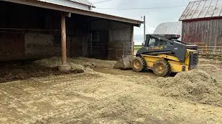 Scraping Up the Cow Poo!