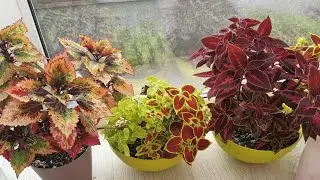 Wintering of Coleus and My Home Flower Garden
