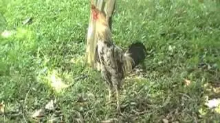 Galo grita Vai Corinthians