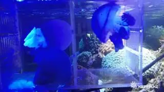 Рынок аквариумных рыбок в Урумчи - Aquarium market, China
