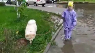 Чау в лужу не пойдет..