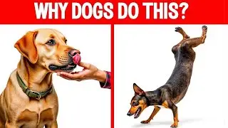19 Weird Dog Behaviors EXPLAINED!