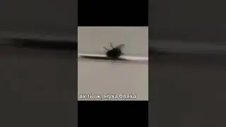 ВЕРТОЛЁТ НАПАЛ НА КОШКУ
