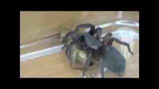 Scotophaeus Blackwalli [ Gnaphosidae ]  Dinner time