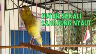 Putar Sekali langsung bikin emosi burung lain #canary #canarybirdsinging #kenari #kenarigacor