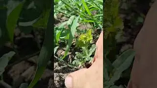 Чубучки-то живые!