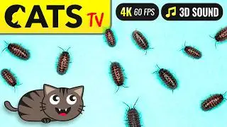 CAT TV Games - Real bugs 🙀🪳 Macro shots 🔎😻📺 [4K]