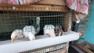 тоза дакан жужа цыплята