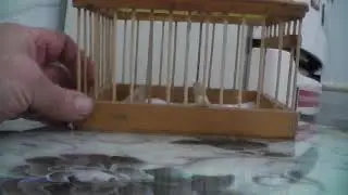 S1000002 Певчие птицы и подсетники для манных