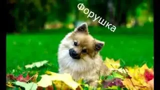 🐾Dog tricks by Ford🐾