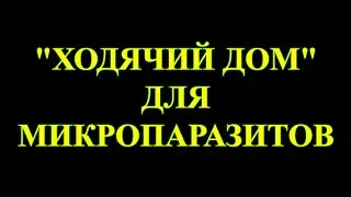 Человек – это экосистема для микроорганизмов.