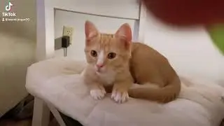 Neko the kitten loves spinach