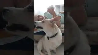Прям в точку сказано #funny #веселаясемейка #смешноевидео #веселье #cat #catcat #смешныевидео