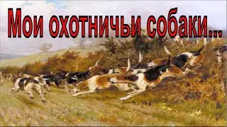 Мои охотничьи собаки.../My hunting dogs ...