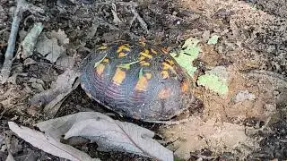 Box Turtle