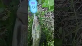 Крупный хариус.