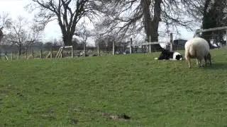 Ewe gotta be kidding: birth of the geep