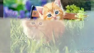 Я ухожу с ютуба навсегда!!!