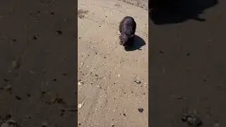 Не стоит прыгать на детей!😂😂😂,умора😂😂😂/don't jump on baby😂