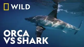 Insane Animal Encounter Caught On Camera | Killer Shark Vs Killer Whale | National Geographic WILD