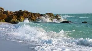Sharks, Shelling, and Eagles: (Sanibel & Captiva Island)  Florida