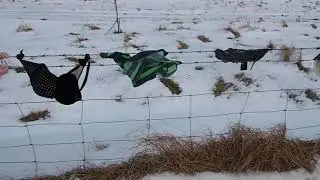Лифчики на заборе / brassiere on wall ))