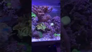 Reef Tank (DON’T OVER LOOK YOUR FLOW!) #reeftank #nanoreef