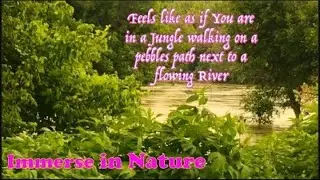 Feels like lost in the Jungle | Footsteps on Gravel | Forest Walk on Stones & Pebbles | Birds Song